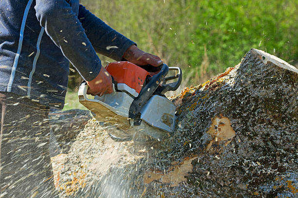 Large Tree Removal in Salt Lake City, UT